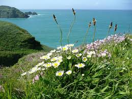 May Flowers on the Coastal Path