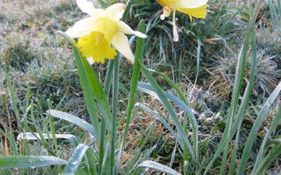 Spring Has Sprung in North Cornwall