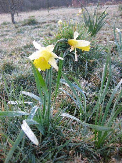 Spring Has Sprung in North Cornwall